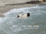Jade (Bola) hija de Docker y Sira disfrutando de un refrescante bao en Ibiza. Foto y propiedad de Carmen L.