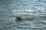 Gorosti (Seta) con 4 meses.