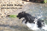 Gorosti (Seta) con 4 meses.