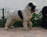 Ch. URNO DE SIERRA ALHAMILLA