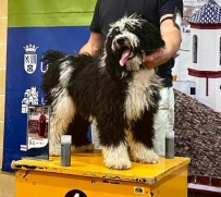 Las Siete Nubes, n� 18549 reconocido por la Real Sociedad Canina de Espa�a y la F�d�ration Cynol�gique Internacionale (F.C.I.)
